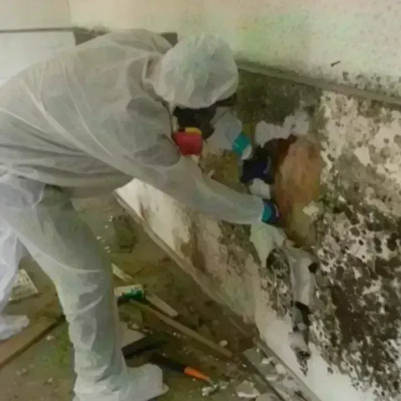 Mold Remediation and Removal in Lake Zurich, IL